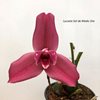 Lycaste Sol de Medic Dia